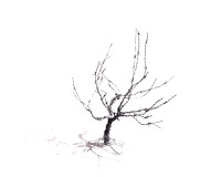 Barbed Wire Trees-0001