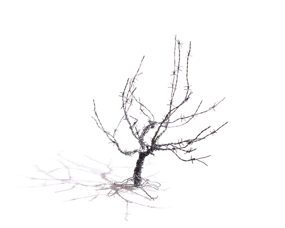 Barbed Wire Trees-0001