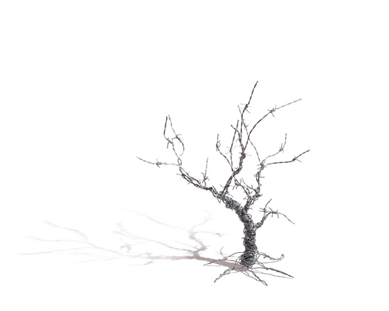 Barbed Wire Trees-0003