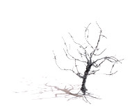 Barbed Wire Trees-0004